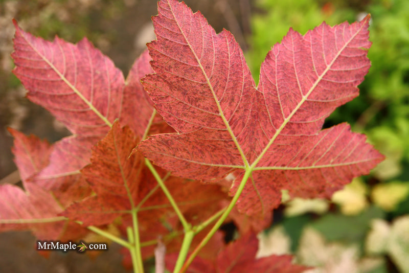 - Acer pseudoplatanus 'Esk Sunset' Rare Variegated Eskimo Sunset Maple - Mr Maple │ Buy Japanese Maple Trees
