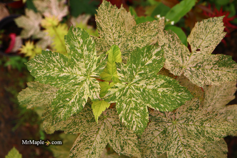 - Acer pseudoplatanus 'Esk Sunset' Rare Variegated Eskimo Sunset Maple - Mr Maple │ Buy Japanese Maple Trees