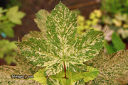 - Acer pseudoplatanus 'Esk Sunset' Rare Variegated Eskimo Sunset Maple - Mr Maple │ Buy Japanese Maple Trees