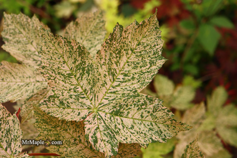 - Acer pseudoplatanus 'Esk Sunset' Rare Variegated Eskimo Sunset Maple - Mr Maple │ Buy Japanese Maple Trees