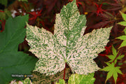- Acer pseudoplatanus 'Esk Sunset' Rare Variegated Eskimo Sunset Maple - Mr Maple │ Buy Japanese Maple Trees
