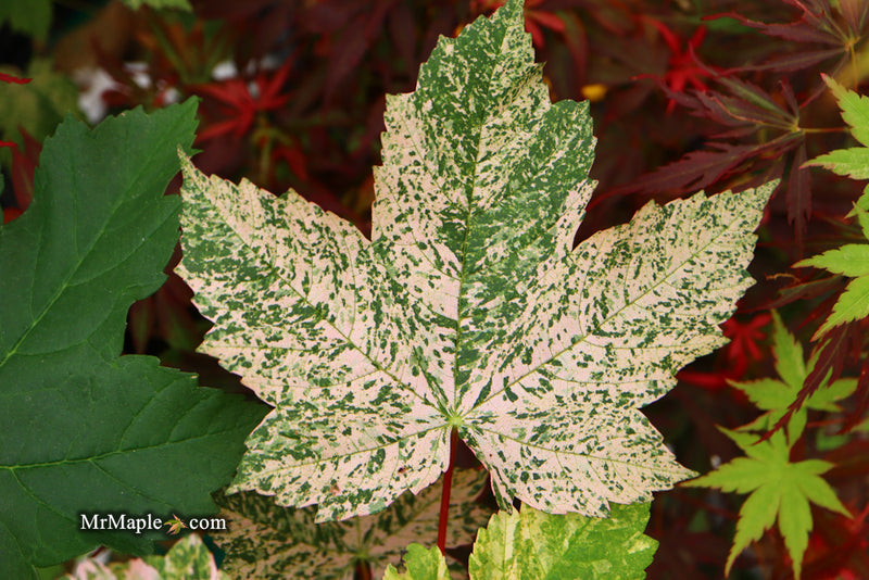 - Acer pseudoplatanus 'Esk Sunset' Rare Variegated Eskimo Sunset Maple - Mr Maple │ Buy Japanese Maple Trees