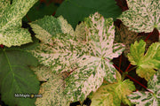 - Acer pseudoplatanus 'Esk Sunset' Rare Variegated Eskimo Sunset Maple - Mr Maple │ Buy Japanese Maple Trees