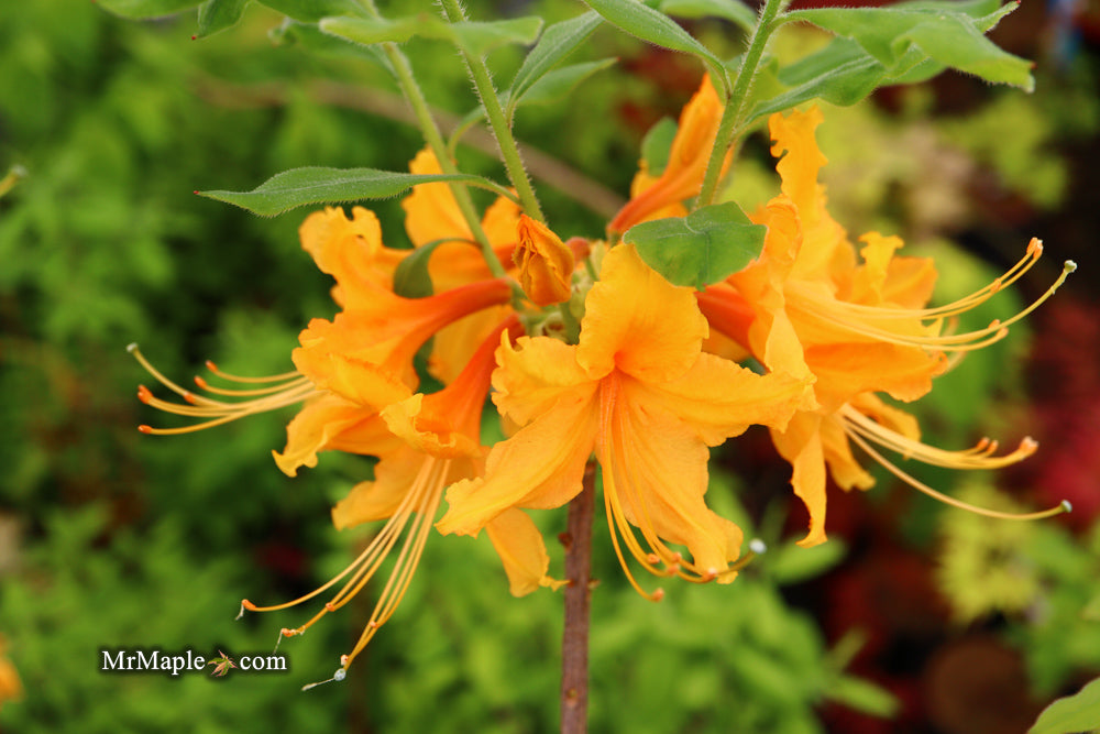 Azalea 'Short Orange Field West’ Orange Flowers Deciduous Azalea