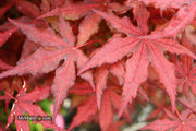- Acer palmatum 'Frosted Purple' Japanese Maple - Mr Maple │ Buy Japanese Maple Trees