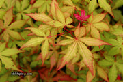 - Acer palmatum 'Ruby de Sofia’ Japanese Maple - Mr Maple │ Buy Japanese Maple Trees