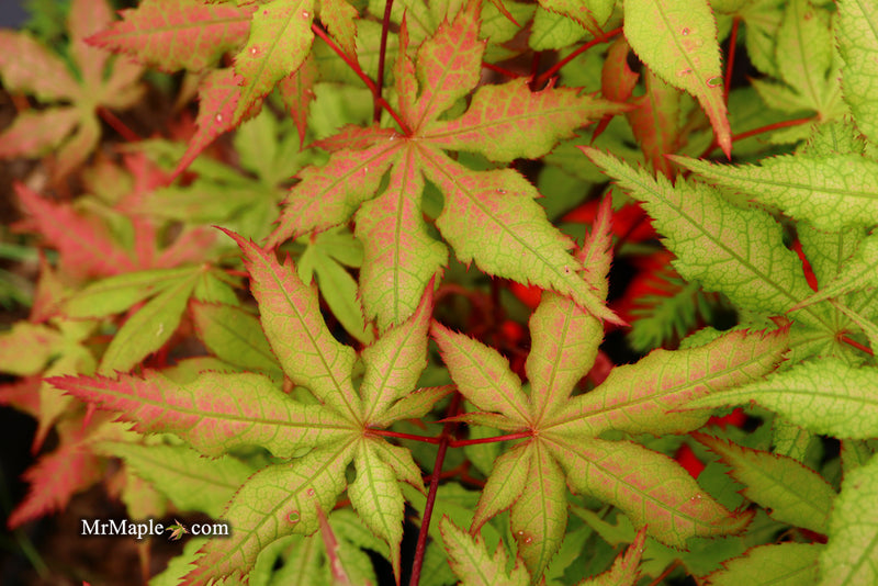 - Acer palmatum 'Ruby de Sofia’ Japanese Maple - Mr Maple │ Buy Japanese Maple Trees