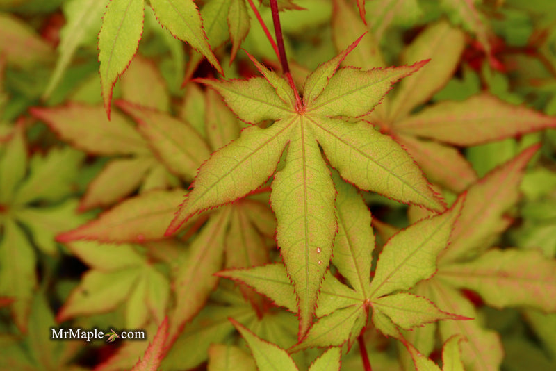 - Acer palmatum 'Ruby de Sofia’ Japanese Maple - Mr Maple │ Buy Japanese Maple Trees