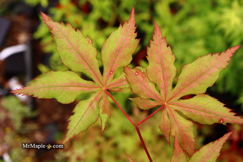 - Acer palmatum 'Ruby de Sofia’ Japanese Maple - Mr Maple │ Buy Japanese Maple Trees