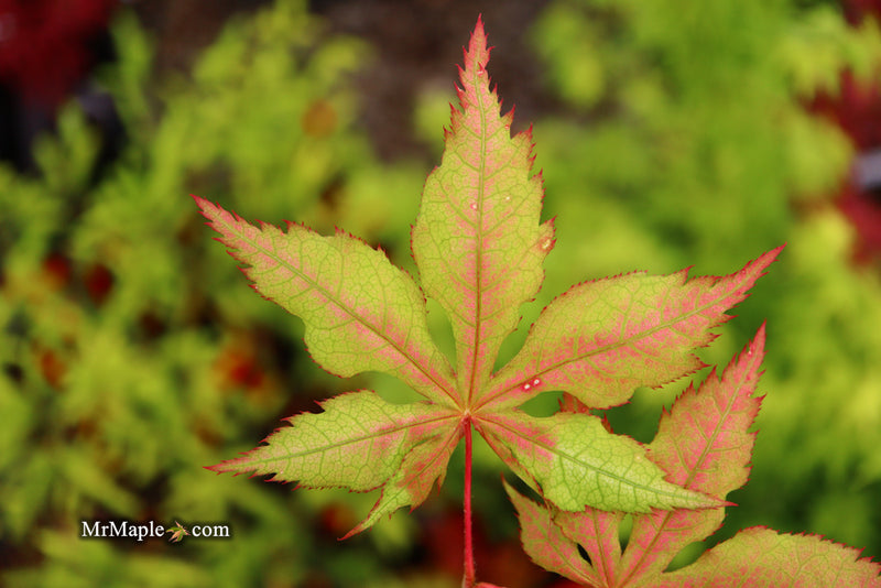 - Acer palmatum 'Ruby de Sofia’ Japanese Maple - Mr Maple │ Buy Japanese Maple Trees