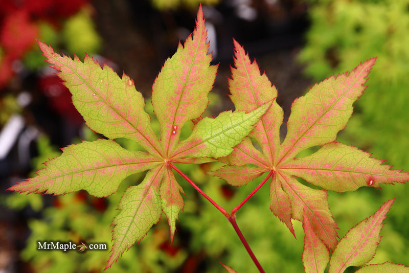 - Acer palmatum 'Ruby de Sofia’ Japanese Maple - Mr Maple │ Buy Japanese Maple Trees