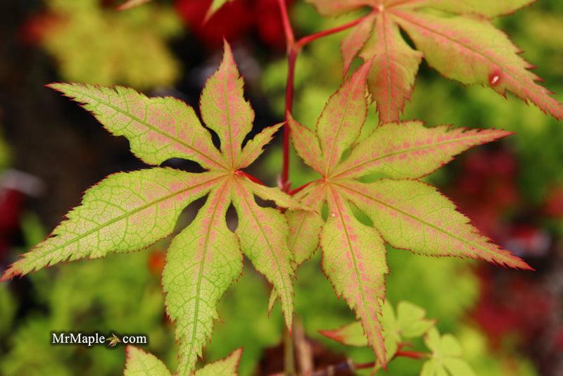 - Acer palmatum 'Ruby de Sofia’ Japanese Maple - Mr Maple │ Buy Japanese Maple Trees