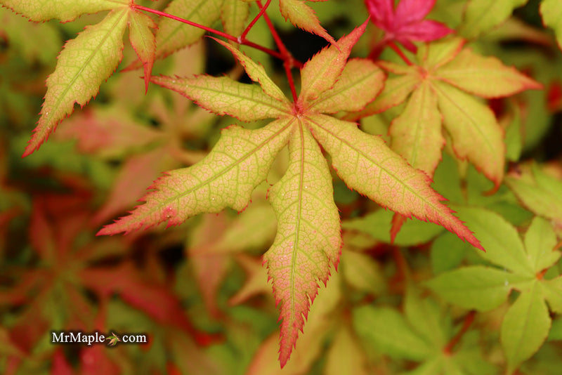 - Acer palmatum 'Ruby de Sofia’ Japanese Maple - Mr Maple │ Buy Japanese Maple Trees