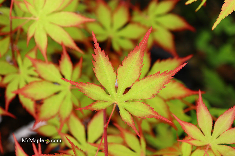Acer palmatum 'Diva' Japanese Maple
