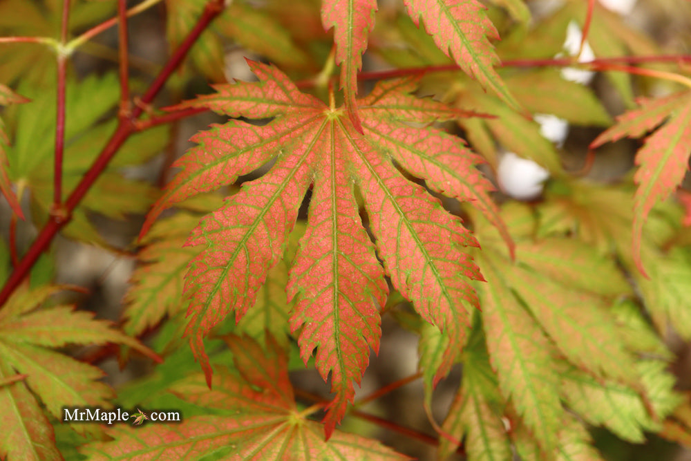 Acer palmatum 'Ariadne' Japanese Maple