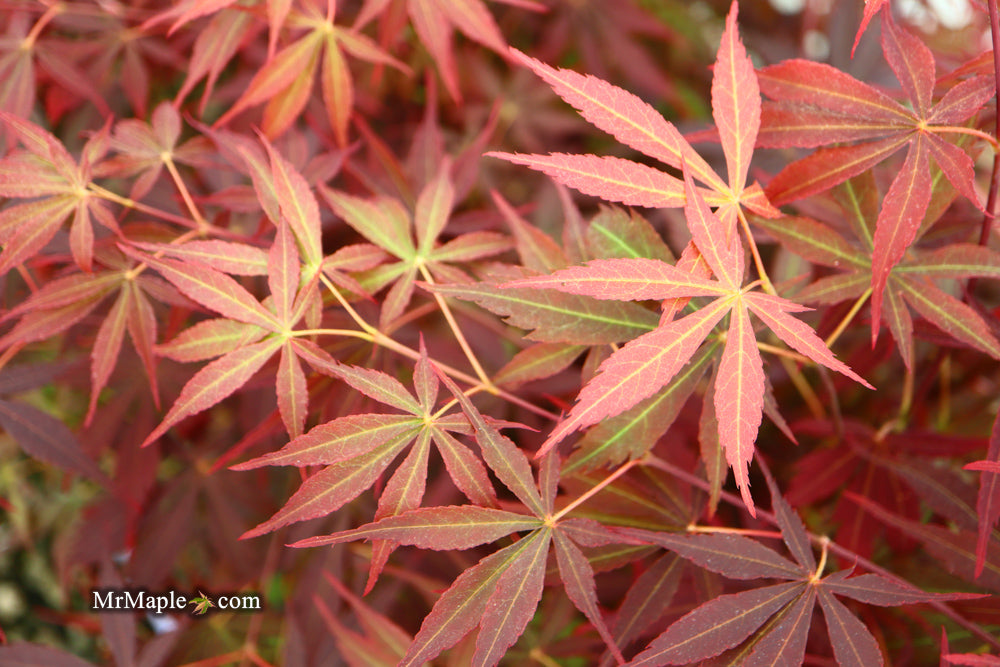 Acer palmatum 'Sumi nagashi' Japanese Maple