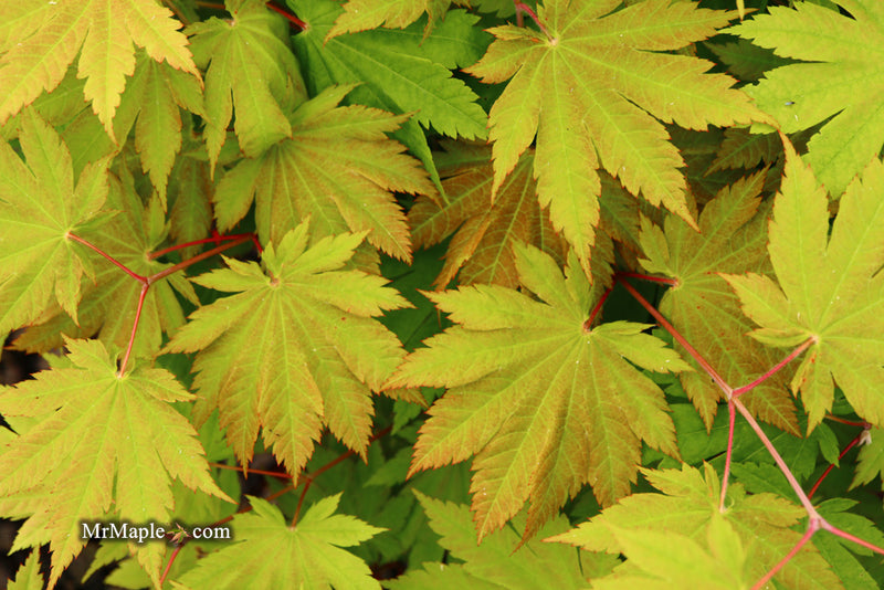 - Acer japonicum 'Vitifolium' Large Leaf Full Moon Japanese Maple - Mr Maple │ Buy Japanese Maple Trees