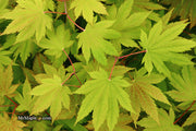 - Acer japonicum 'Vitifolium' Large Leaf Full Moon Japanese Maple - Mr Maple │ Buy Japanese Maple Trees