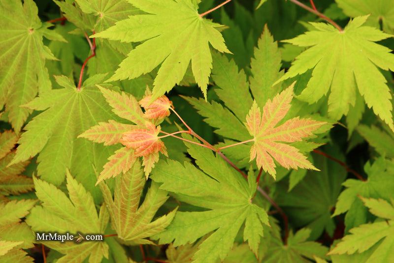 - Acer japonicum 'Vitifolium' Large Leaf Full Moon Japanese Maple - Mr Maple │ Buy Japanese Maple Trees