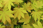 - Acer japonicum 'Vitifolium' Large Leaf Full Moon Japanese Maple - Mr Maple │ Buy Japanese Maple Trees