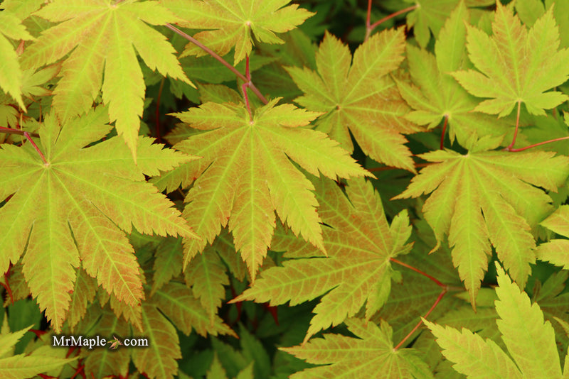 - Acer japonicum 'Vitifolium' Large Leaf Full Moon Japanese Maple - Mr Maple │ Buy Japanese Maple Trees