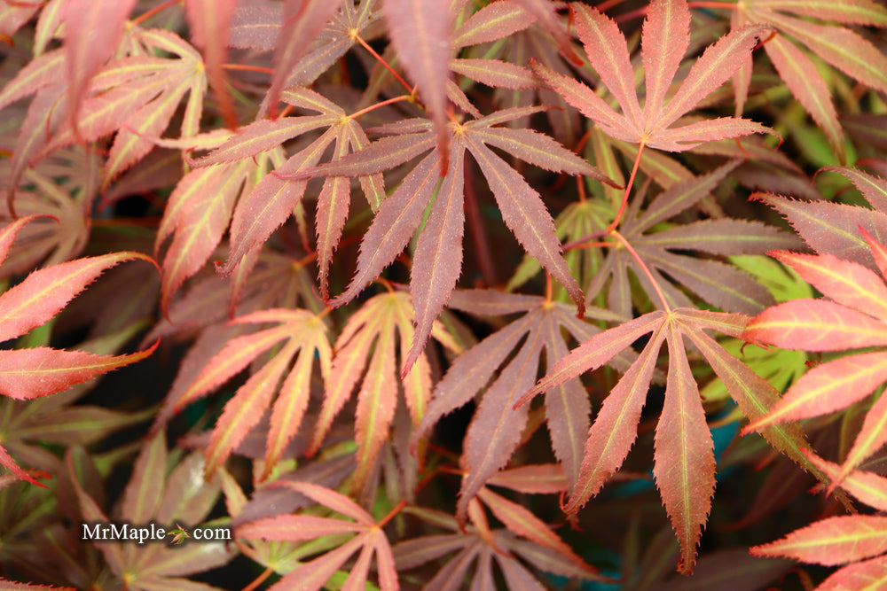 Acer palmatum 'Oregon Sunset' Japanese Maple