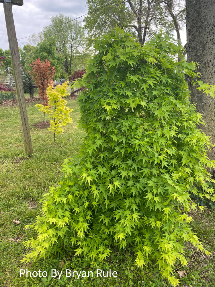 - Acer palmatum 'Ryusen' Japanese Maple - Mr Maple │ Buy Japanese Maple Trees