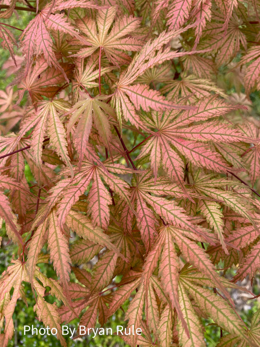 Acer palmatum 'Ariadne' Japanese Maple