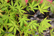 - Acer palmatum 'Fountain of Youth' Japanese Maple - Mr Maple │ Buy Japanese Maple Trees