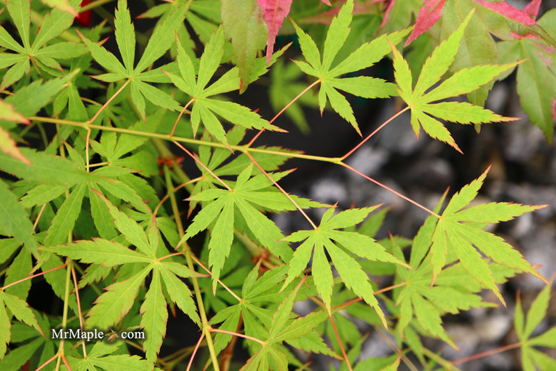 - Acer palmatum 'Fountain of Youth' Japanese Maple - Mr Maple │ Buy Japanese Maple Trees