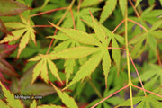 - Acer palmatum 'Fountain of Youth' Japanese Maple - Mr Maple │ Buy Japanese Maple Trees