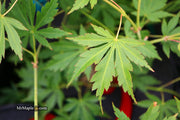 - Acer palmatum 'Fountain of Youth' Japanese Maple - Mr Maple │ Buy Japanese Maple Trees