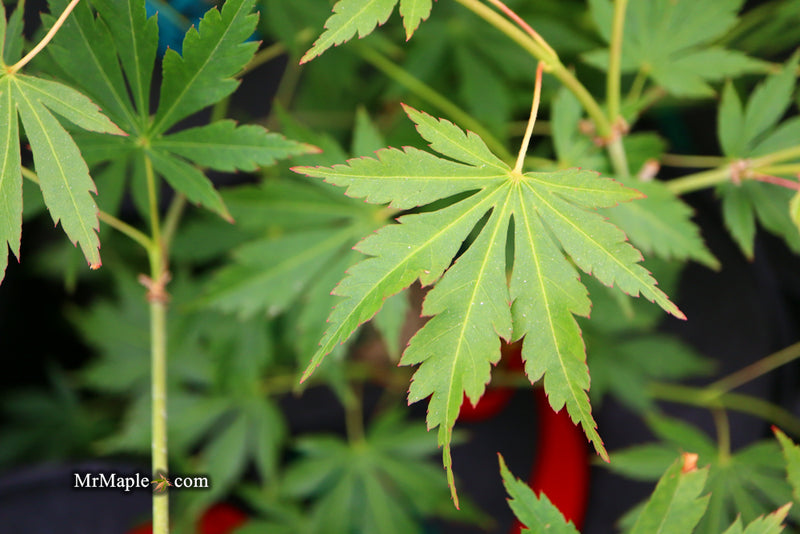 - Acer palmatum 'Fountain of Youth' Japanese Maple - Mr Maple │ Buy Japanese Maple Trees