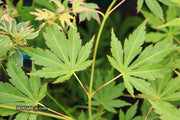- Acer palmatum 'Fountain of Youth' Japanese Maple - Mr Maple │ Buy Japanese Maple Trees