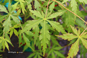 - Acer palmatum 'Fountain of Youth' Japanese Maple - Mr Maple │ Buy Japanese Maple Trees
