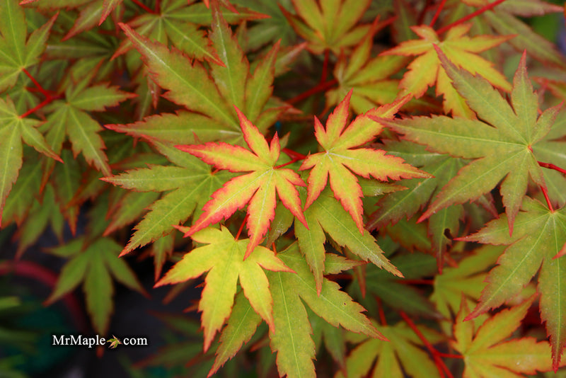 - Acer palmatum 'Mila' Japanese Maple - Mr Maple │ Buy Japanese Maple Trees