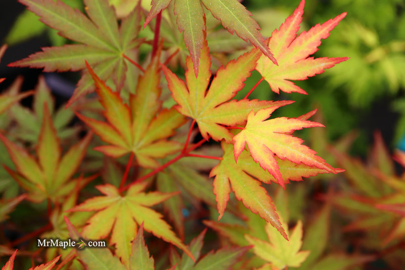 - Acer palmatum 'Mila' Japanese Maple - Mr Maple │ Buy Japanese Maple Trees