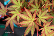 - Acer palmatum 'Mila' Japanese Maple - Mr Maple │ Buy Japanese Maple Trees