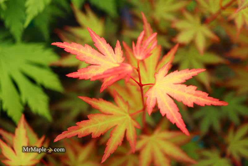 - Acer palmatum 'Mila' Japanese Maple - Mr Maple │ Buy Japanese Maple Trees