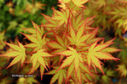 - Acer palmatum 'Mila' Japanese Maple - Mr Maple │ Buy Japanese Maple Trees