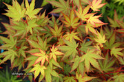 - Acer palmatum 'Mila' Japanese Maple - Mr Maple │ Buy Japanese Maple Trees