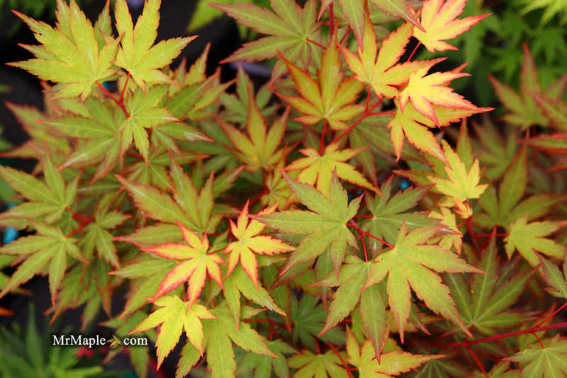 - Acer palmatum 'Mila' Japanese Maple - Mr Maple │ Buy Japanese Maple Trees