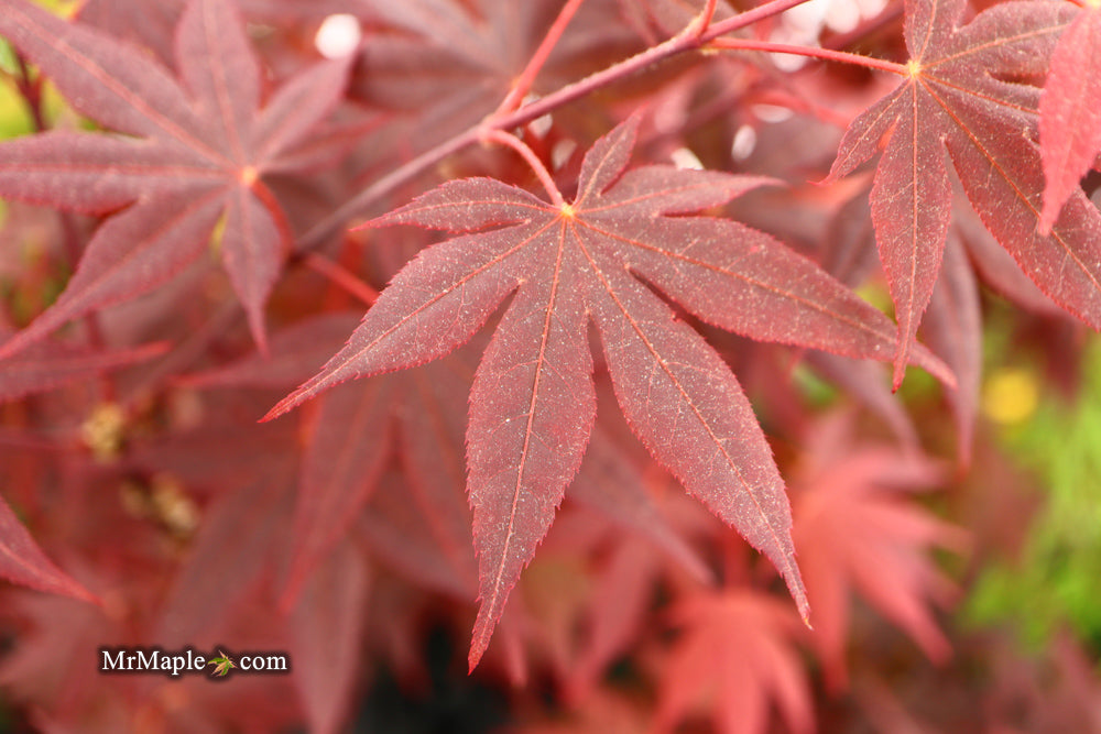 Acer palmatum 'Ariake nomura' Japanese Maple