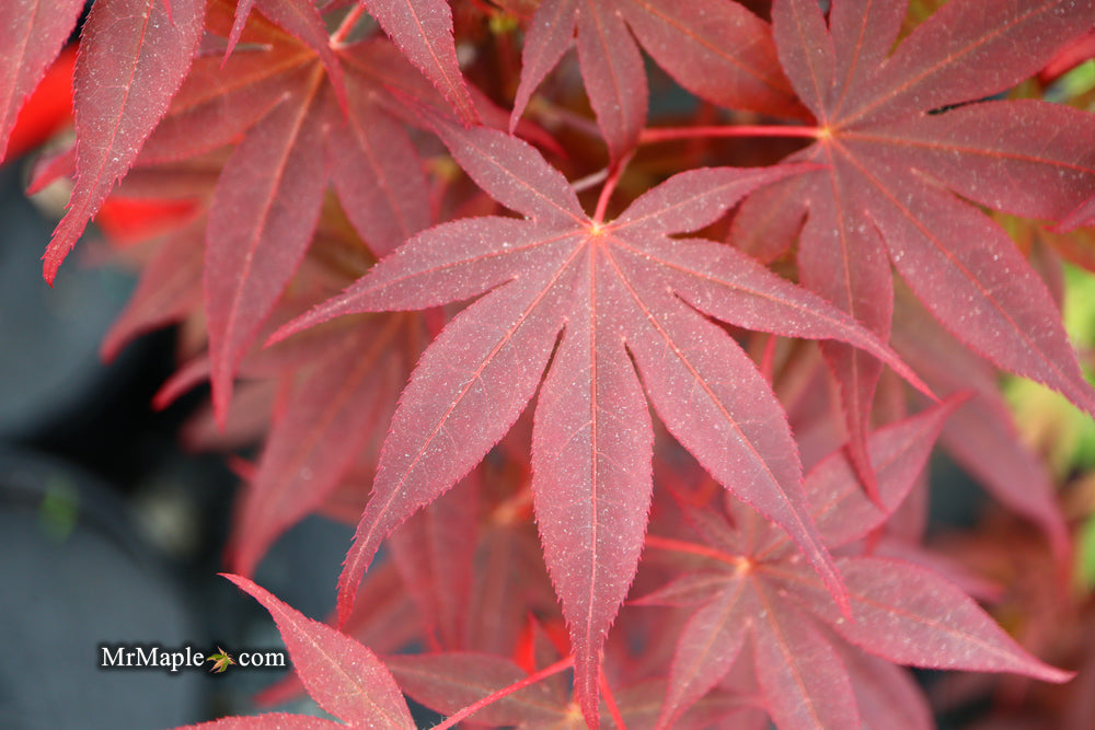 Acer palmatum 'Ariake nomura' Japanese Maple