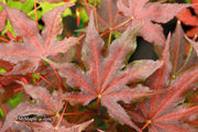 - Acer palmatum 'Dark Knight' Japanese Maple - Mr Maple │ Buy Japanese Maple Trees