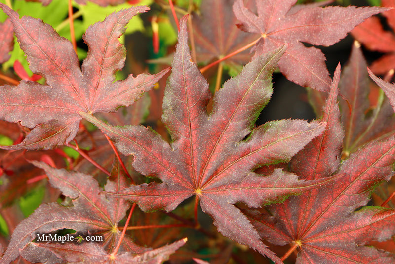 - Acer palmatum 'Dark Knight' Japanese Maple - Mr Maple │ Buy Japanese Maple Trees