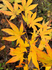 - Acer palmatum 'Rikuzen shidare' Weeping Japanese Maple - Mr Maple │ Buy Japanese Maple Trees