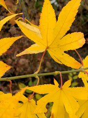 - Acer palmatum 'Rikuzen shidare' Weeping Japanese Maple - Mr Maple │ Buy Japanese Maple Trees