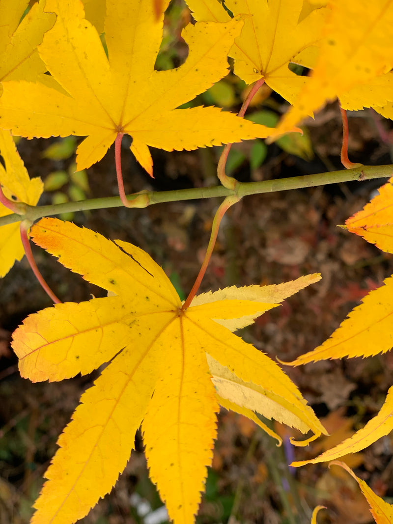 - Acer palmatum 'Rikuzen shidare' Weeping Japanese Maple - Mr Maple │ Buy Japanese Maple Trees