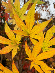 - Acer palmatum 'Rikuzen shidare' Weeping Japanese Maple - Mr Maple │ Buy Japanese Maple Trees